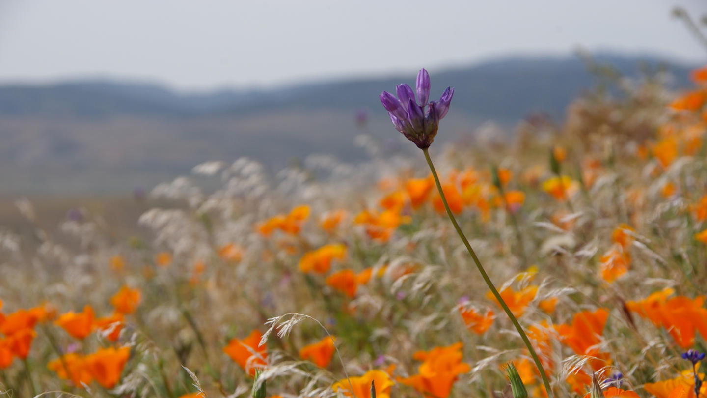 04-17.0850CAPoppyPreserve_1440x810.JPG